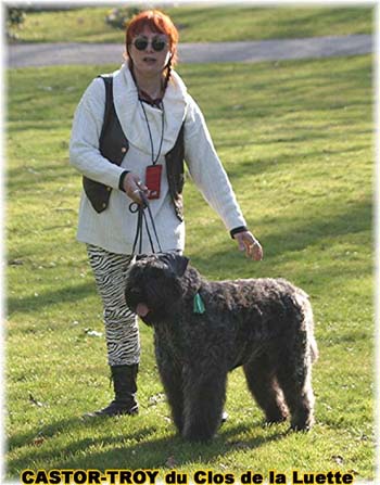 bouvier des flandres du clos de la luette - copyright d&eacute;pos&eacute;